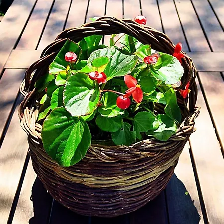 Vera - Comfort One-bedroom With Terrace And Sea View Irena * Okuklje