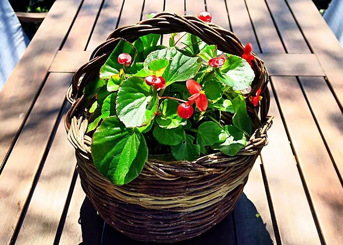 Vera - Comfort One-bedroom With Terrace And Sea View Irena * Okuklje